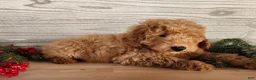 Mini Goldendoodle dogs for sale: Houston - Ad 13