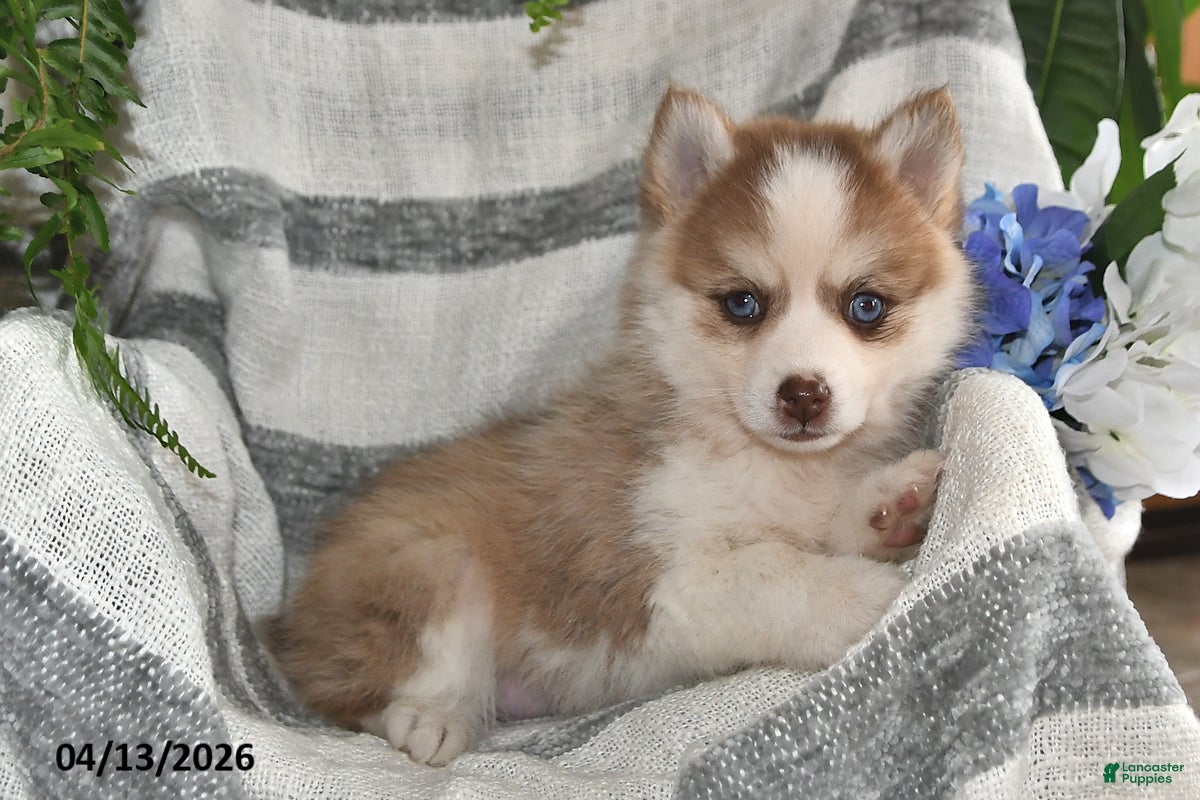 Pomsky dogs Cream Puff - Ad 1