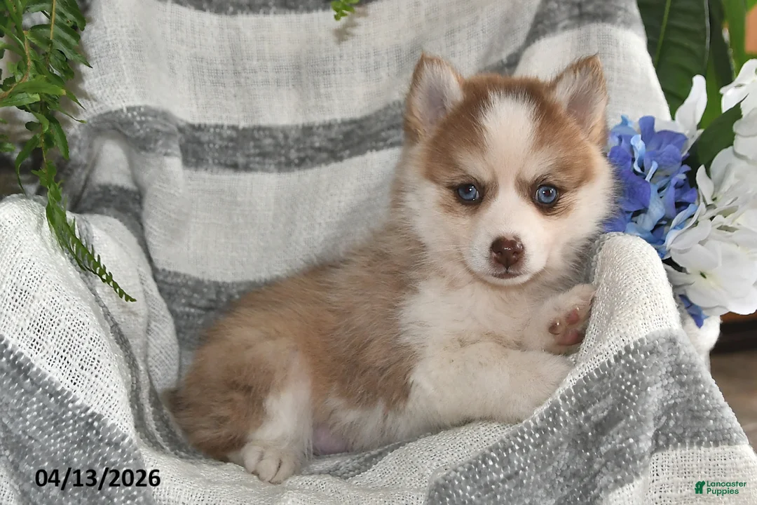 Pomsky dogs for sale: Cream Puff - Ad 1