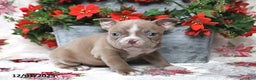 Frenchton dogs for sale: Joy - Ad 12