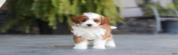 Cavapoo dogs for sale: Pumpkin - Ad 3