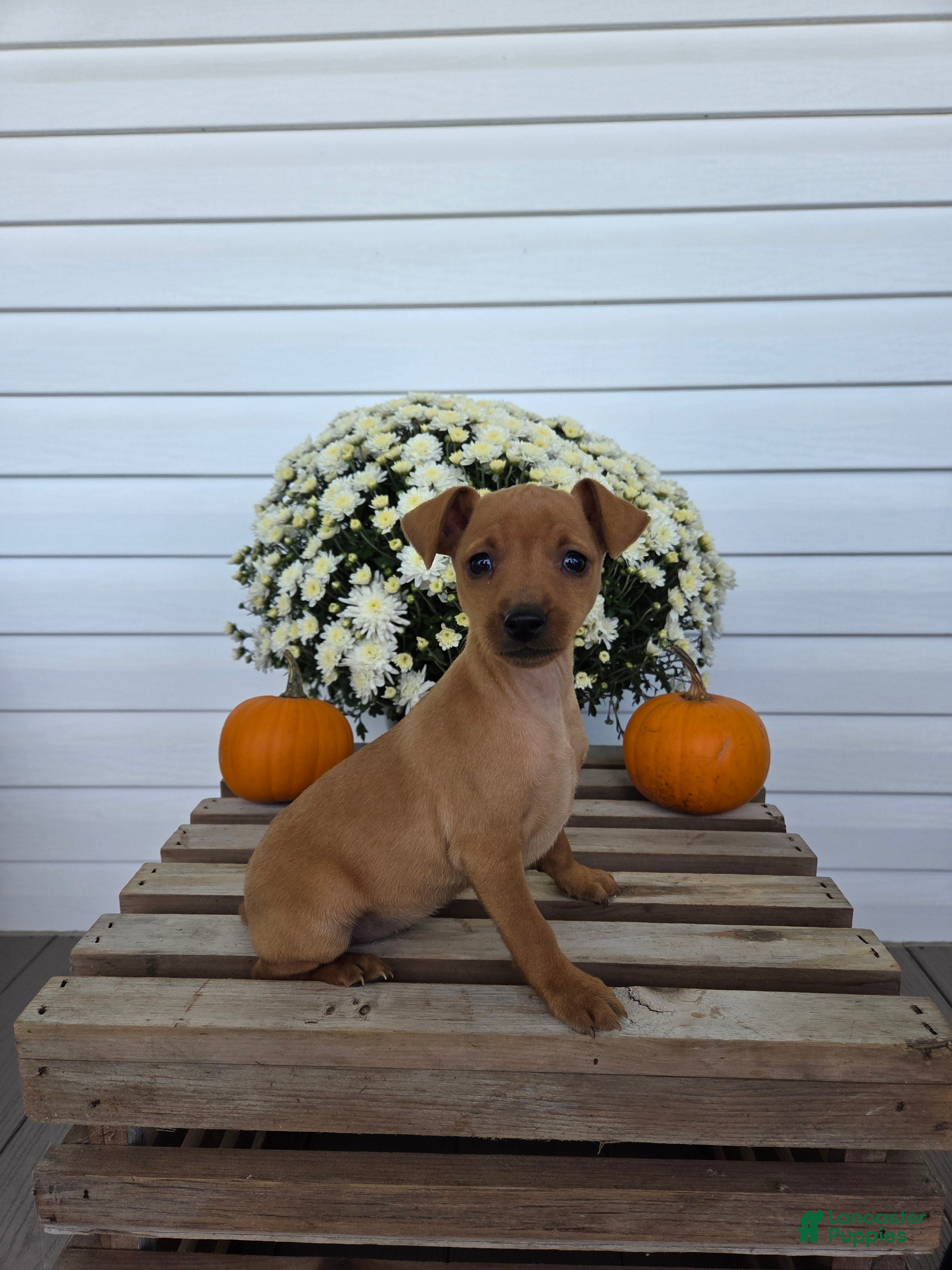 Miniature Pinscher dogs Lilly - Ad 2