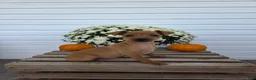 Miniature Pinscher dogs for sale: Lilly - Ad 2