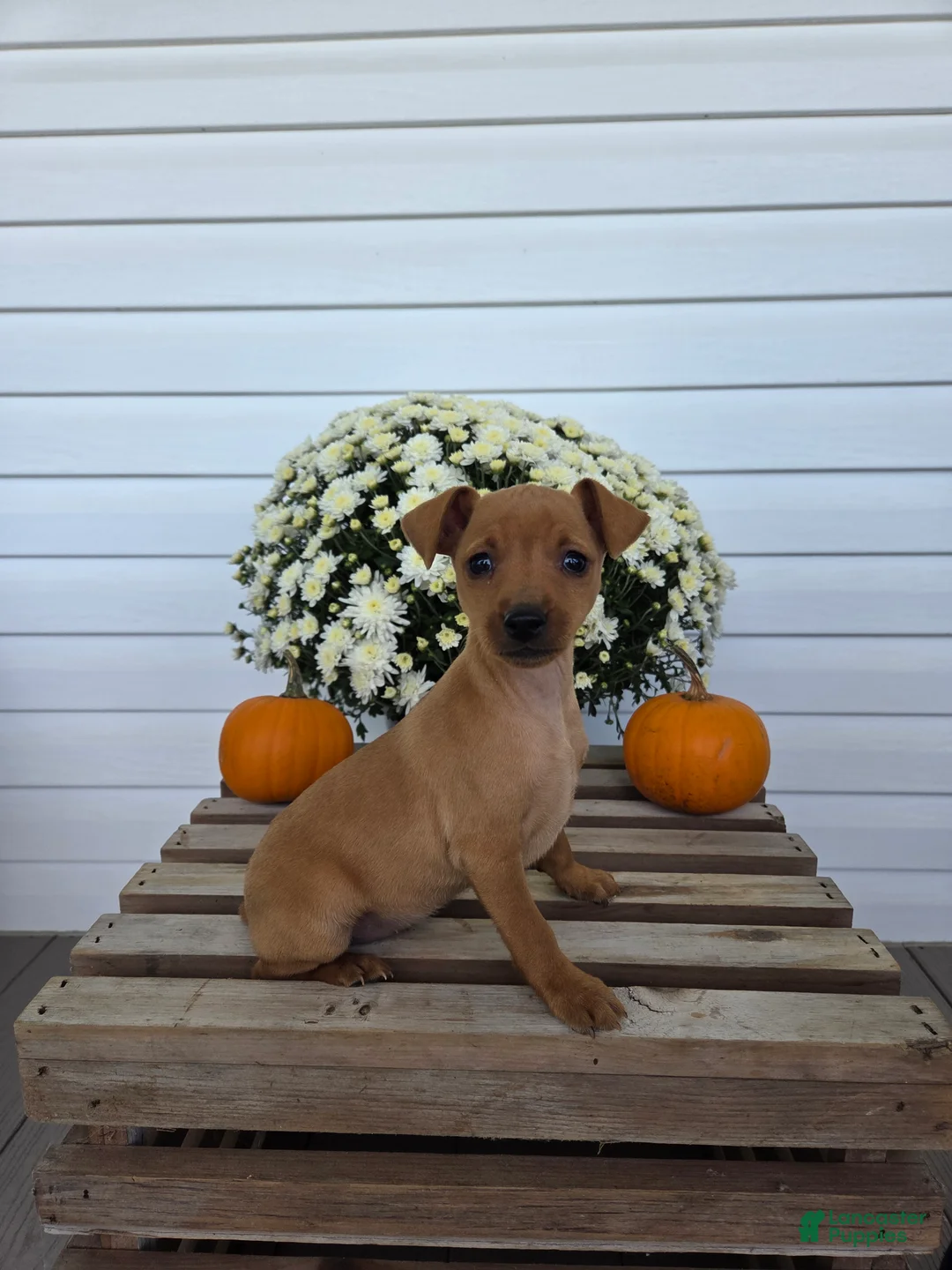 Miniature Pinscher dogs for sale: Lilly - Ad 2