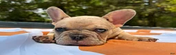 French Bulldog dogs for sale: Reggie - Ad 4