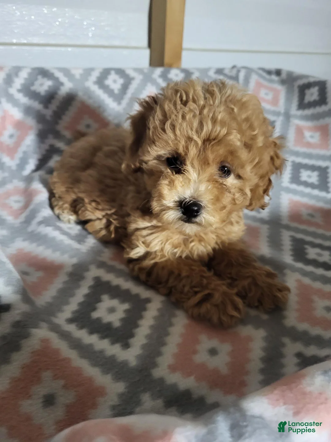 Toy Poodle dogs for sale: Sophie - Ad 2