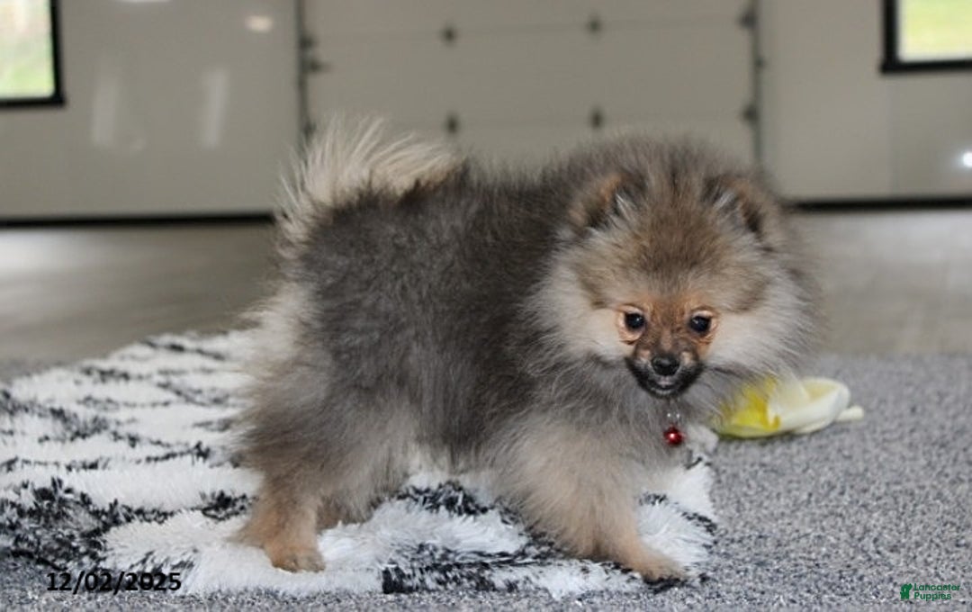 Pomeranian dogs for sale: Major - Ad 6