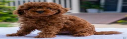 Miniature Poodle dogs for sale: Crystal - Ad 2