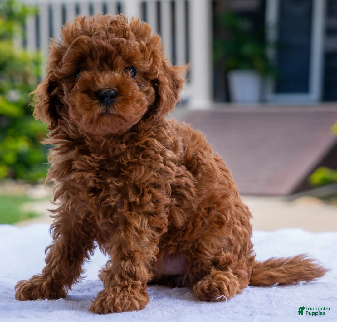 Miniature Poodle dogs for sale: Crystal - Ad 2
