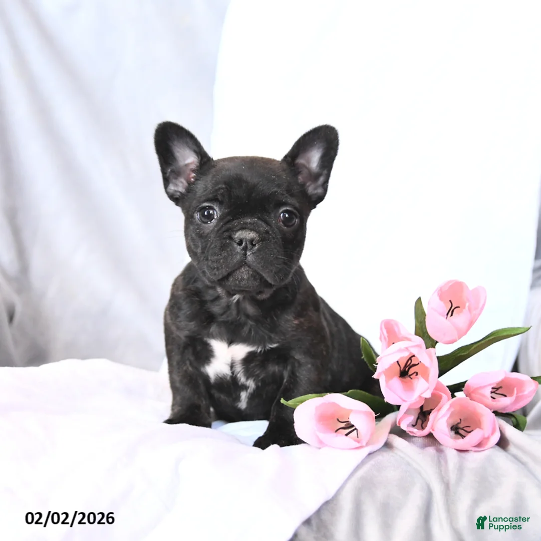 Frenchton dogs for sale: Sugar - Ad 1