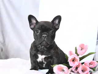 Frenchton dogs Sugar - Ad 30