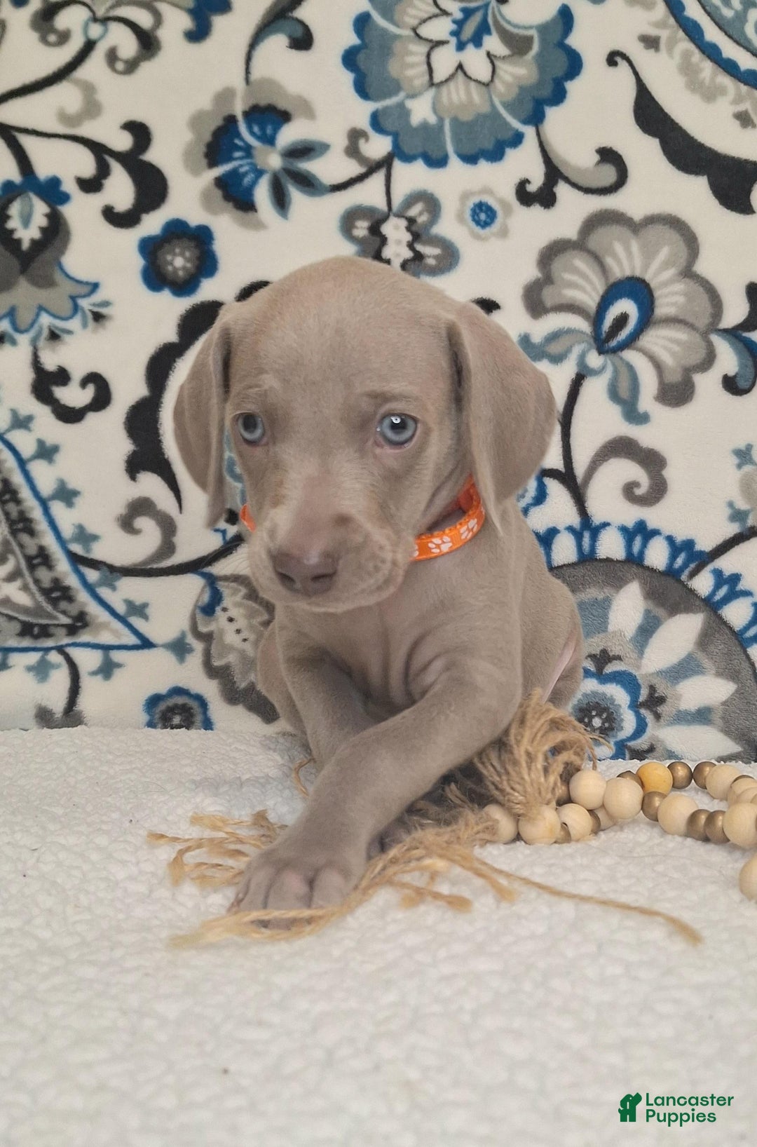 Weimaraner dogs for sale: Diamond - Ad 12