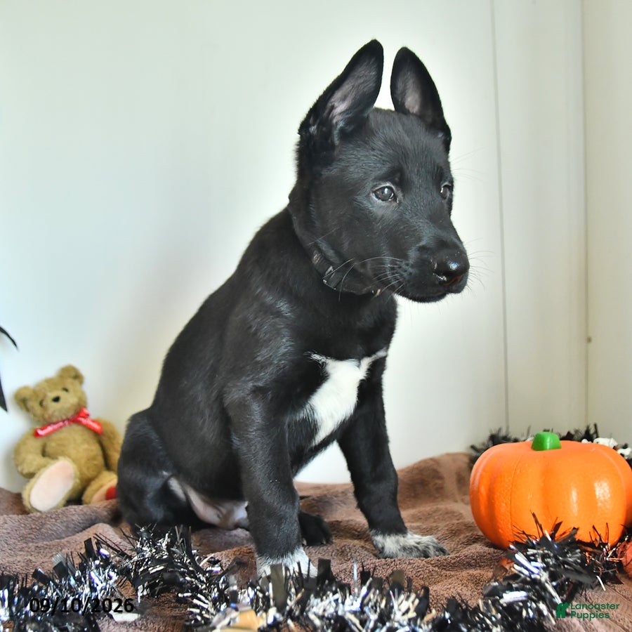 Belgian Malinois dogs Draco - Ad 2