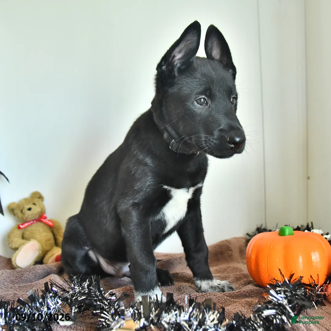 Belgian Malinois dogs for sale: Draco - Ad 2