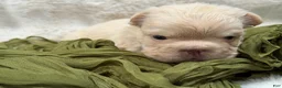 French Bulldog dogs for sale: French Bulldog 4 - Ad 16