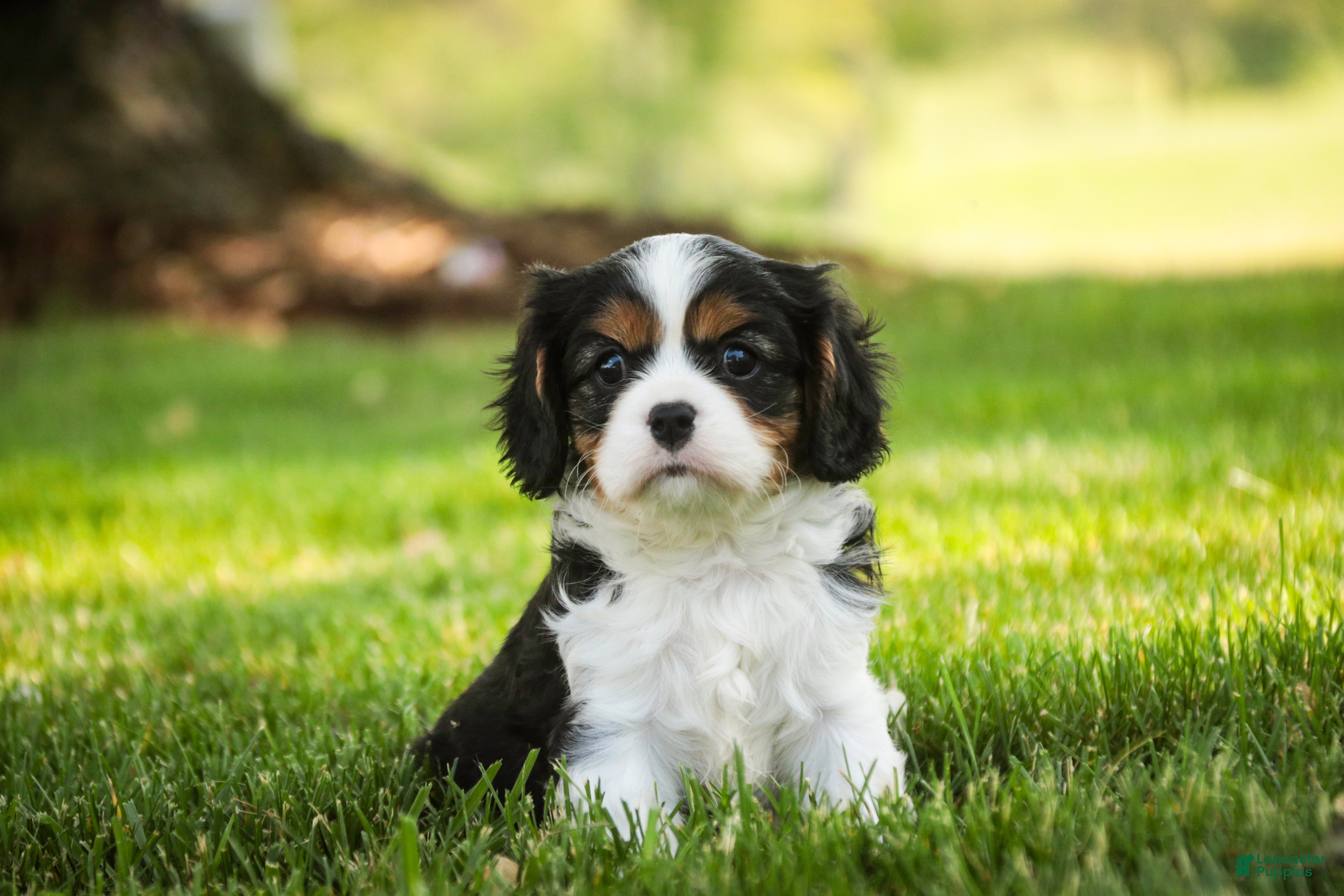 Cavalier King Charles Spaniel dogs Landry - Ad 1