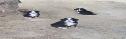 Bernese Mountain Dog dogs for sale: Bernese Mountain Dog Puppy 4 - Ad 6