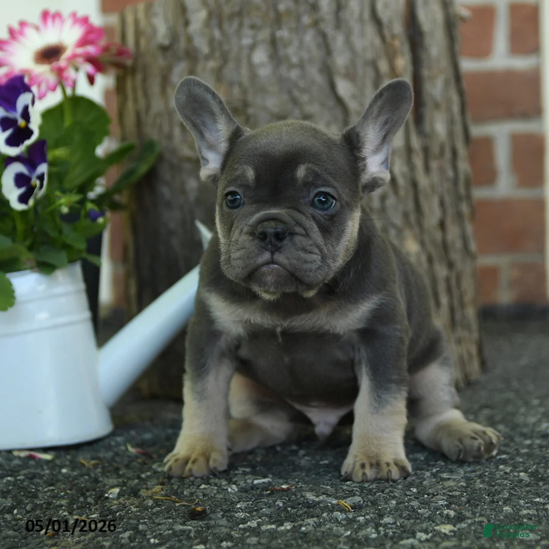 French Bulldog dogs for sale: Skippy - Ad 1