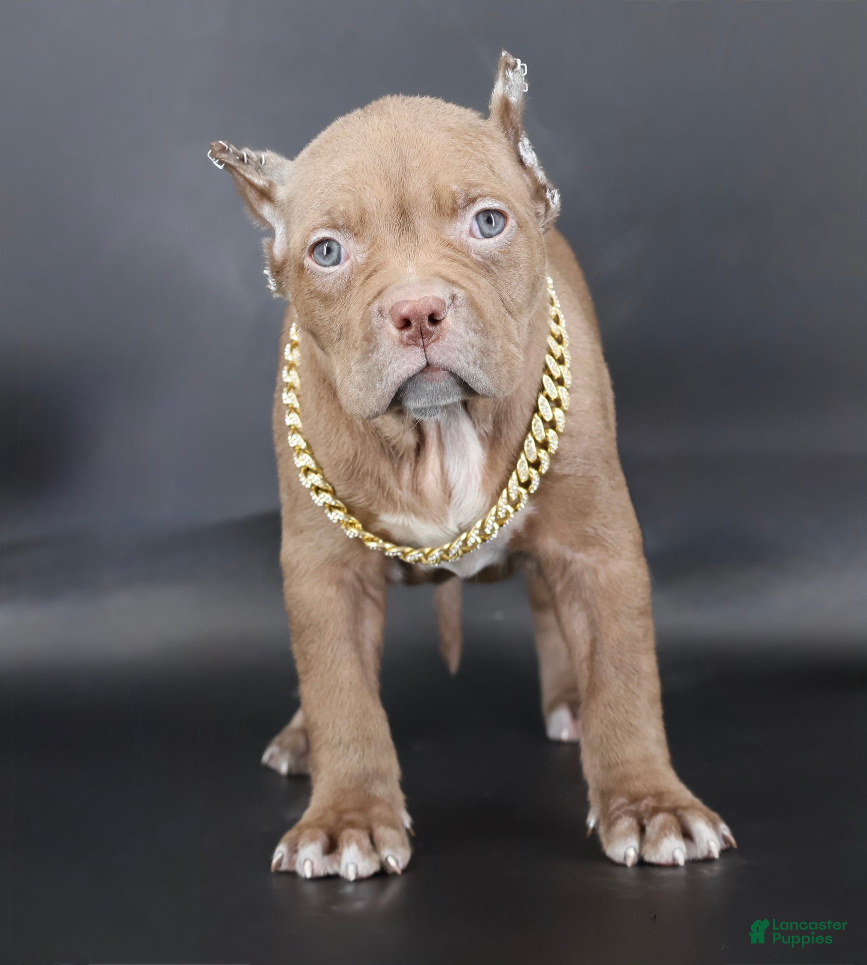 American Bully dogs Grace - Ad 16