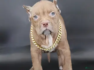 American Bully dogs Grace - Ad 16