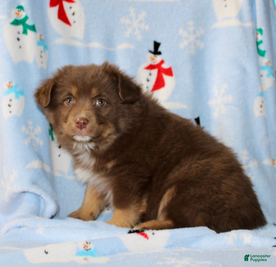 Australian Shepherd dogs for sale: Diamond  - Ad 5