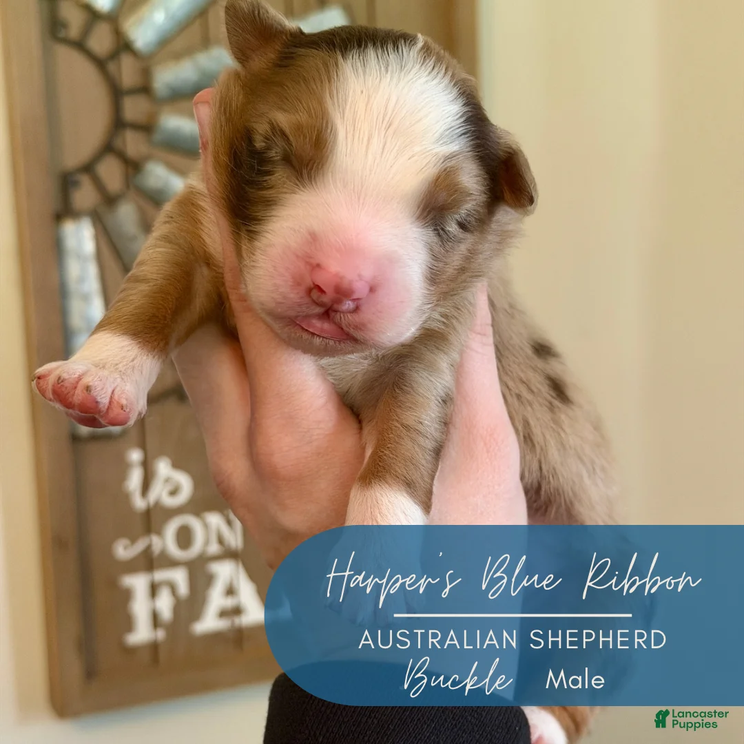 Australian Shepherd dogs for sale: Buckle - Ad 2