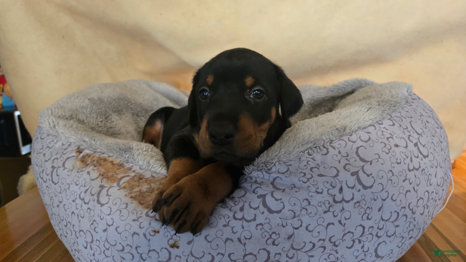 Doberman Pinscher dogs Doberman Pinscher 5 - Ad 1