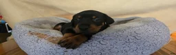 Doberman Pinscher dogs for sale: Doberman Pinscher 5 - Ad 1