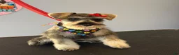 Miniature Schnauzer dogs for sale: Miniature Schnauzer 1 - Ad 5