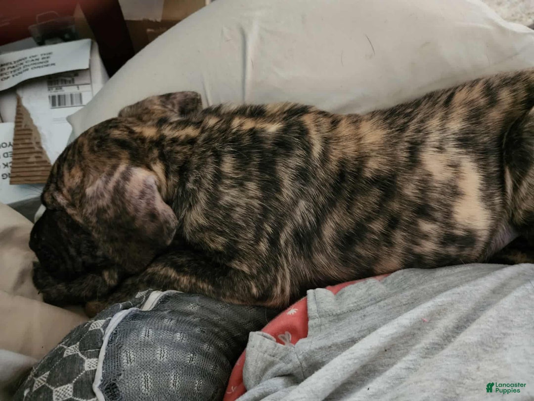 Great Dane dogs for sale: Prince Charming - Ad 6