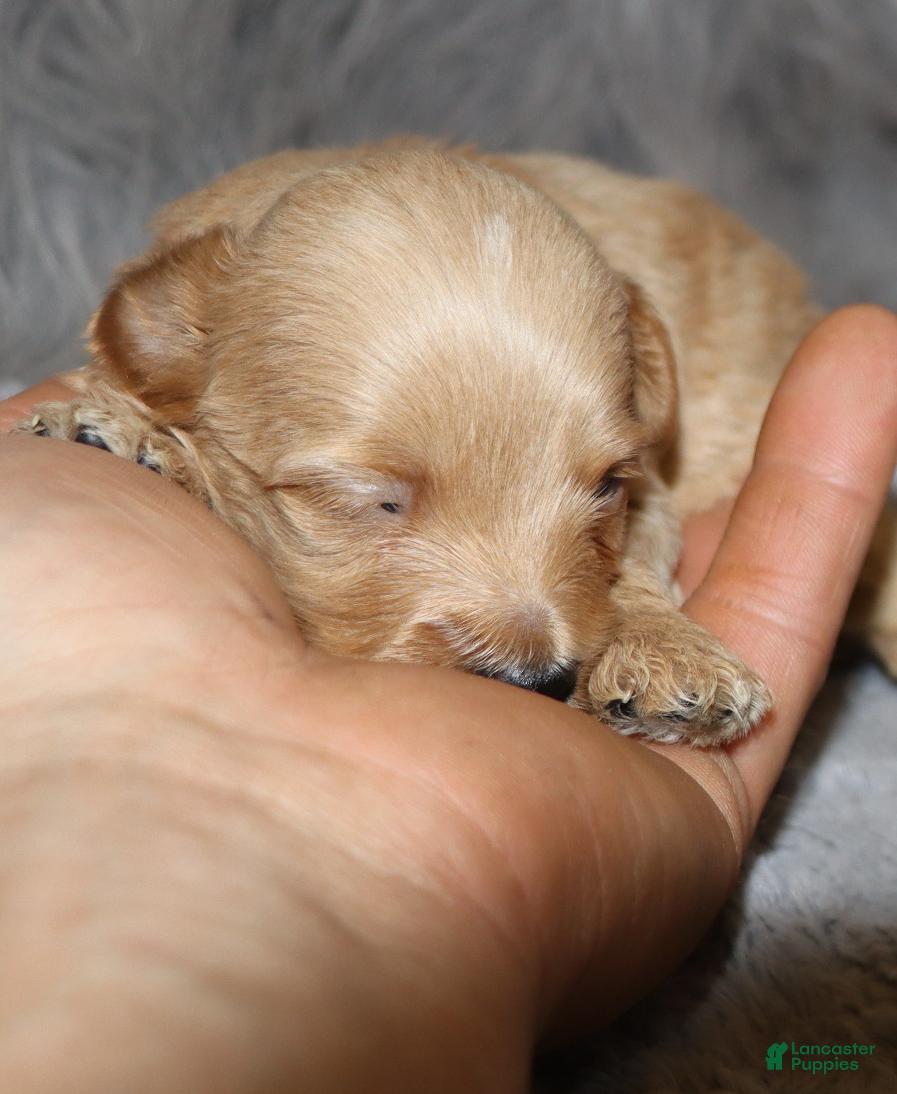 Havapoo dogs Phoenix 💙 Minature - Ad 1