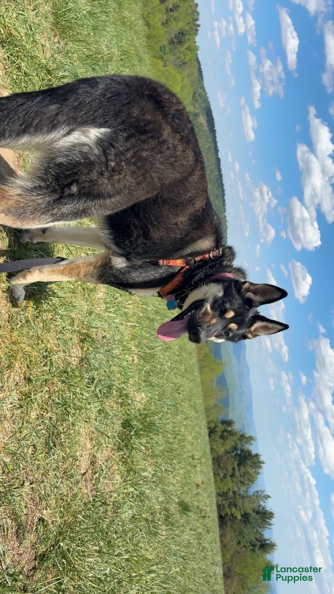 Mixed Breed dogs for sale: Green heart - Ad 2