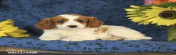 Cavapoo dogs for sale: Crissa - Ad 7