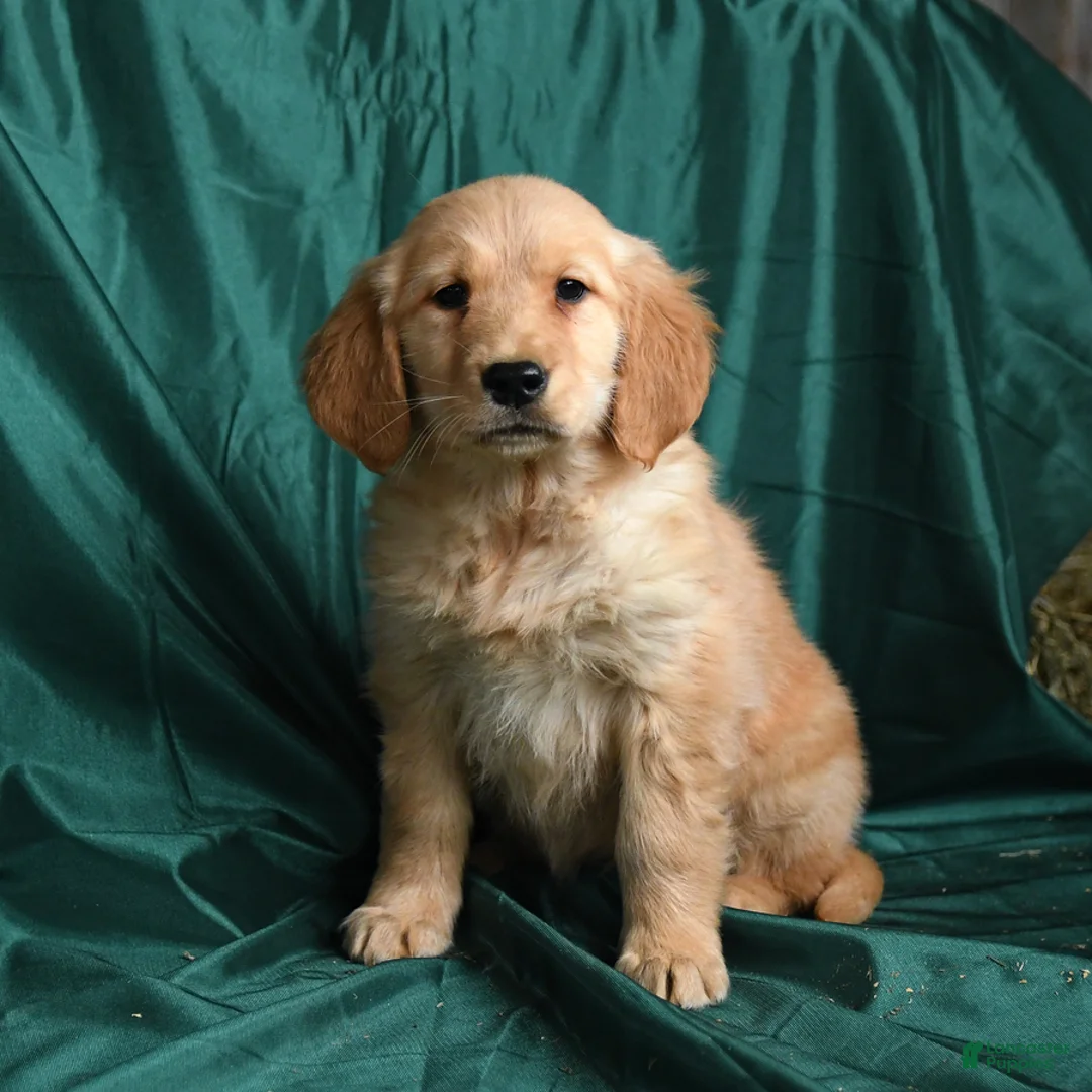 Golden Retriever dogs for sale: Sunny  - Ad 3