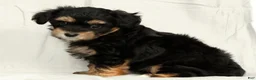 Yorkiepoo dogs for sale: Lacey - Ad 6