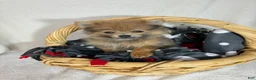 Pomeranian dogs for sale: Pom Pom - Ad 3