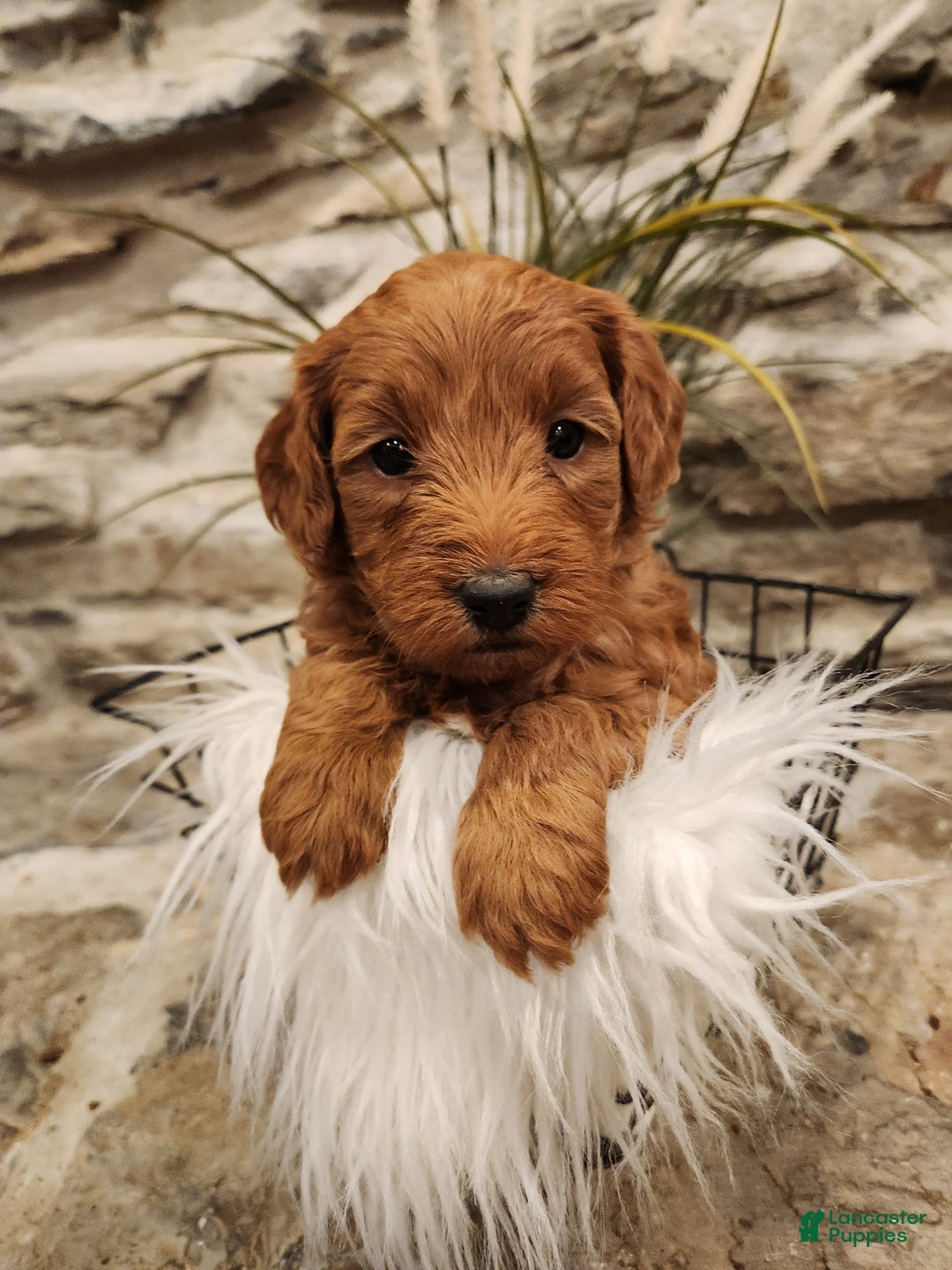 Mini Goldendoodle dogs for sale: JADE - MINI GOLDENDOODLE LOVELY PUPPY (RICHLAND, PA) - F1BB - Ad 4