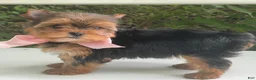 Biewer Terrier dogs for sale: Inka - Ad 6