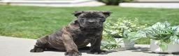 Cane Corso dogs for sale: Caden - Ad 3