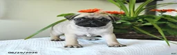 Pug dogs for sale: Thomas - Ad 2