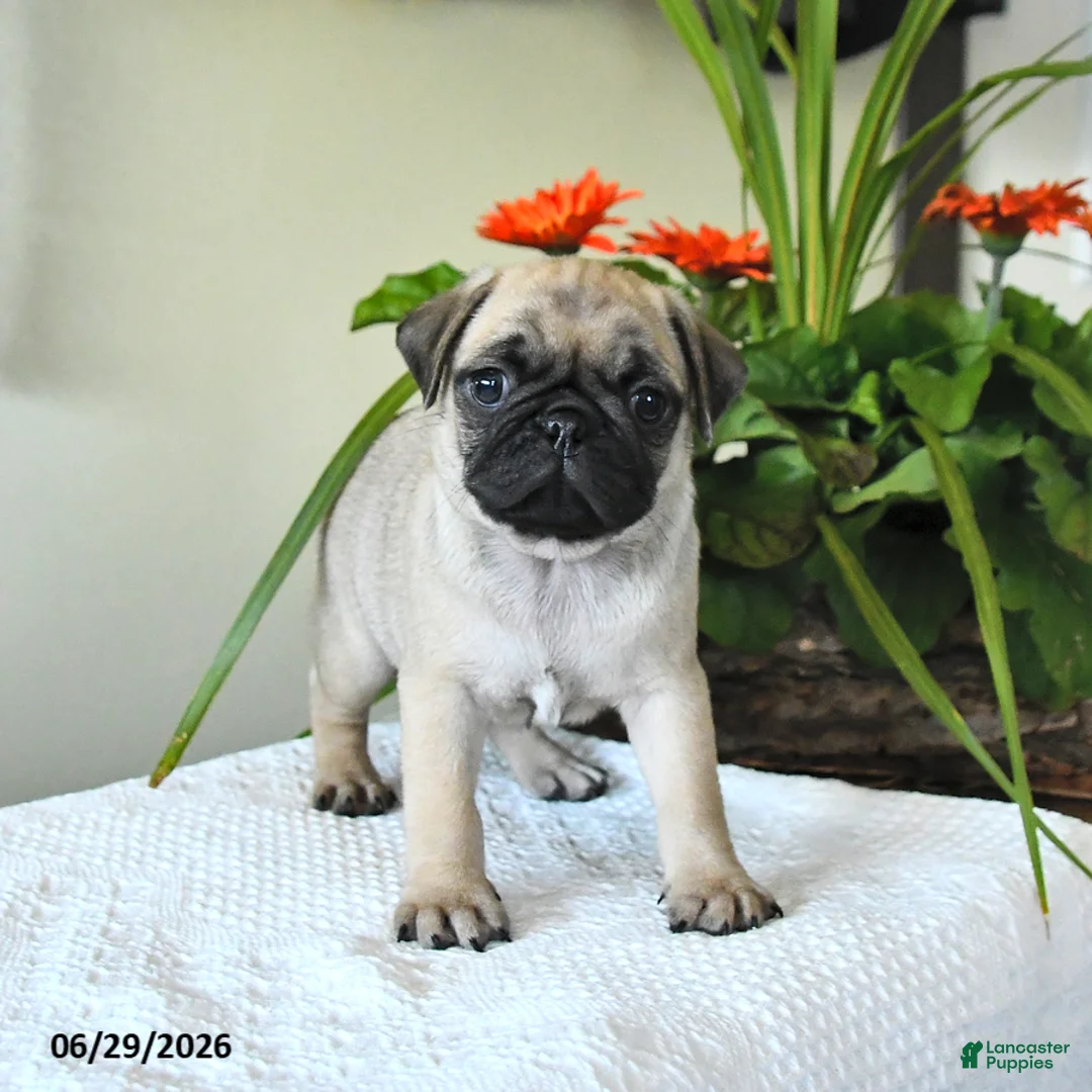 Pug dogs for sale: Thomas - Ad 2