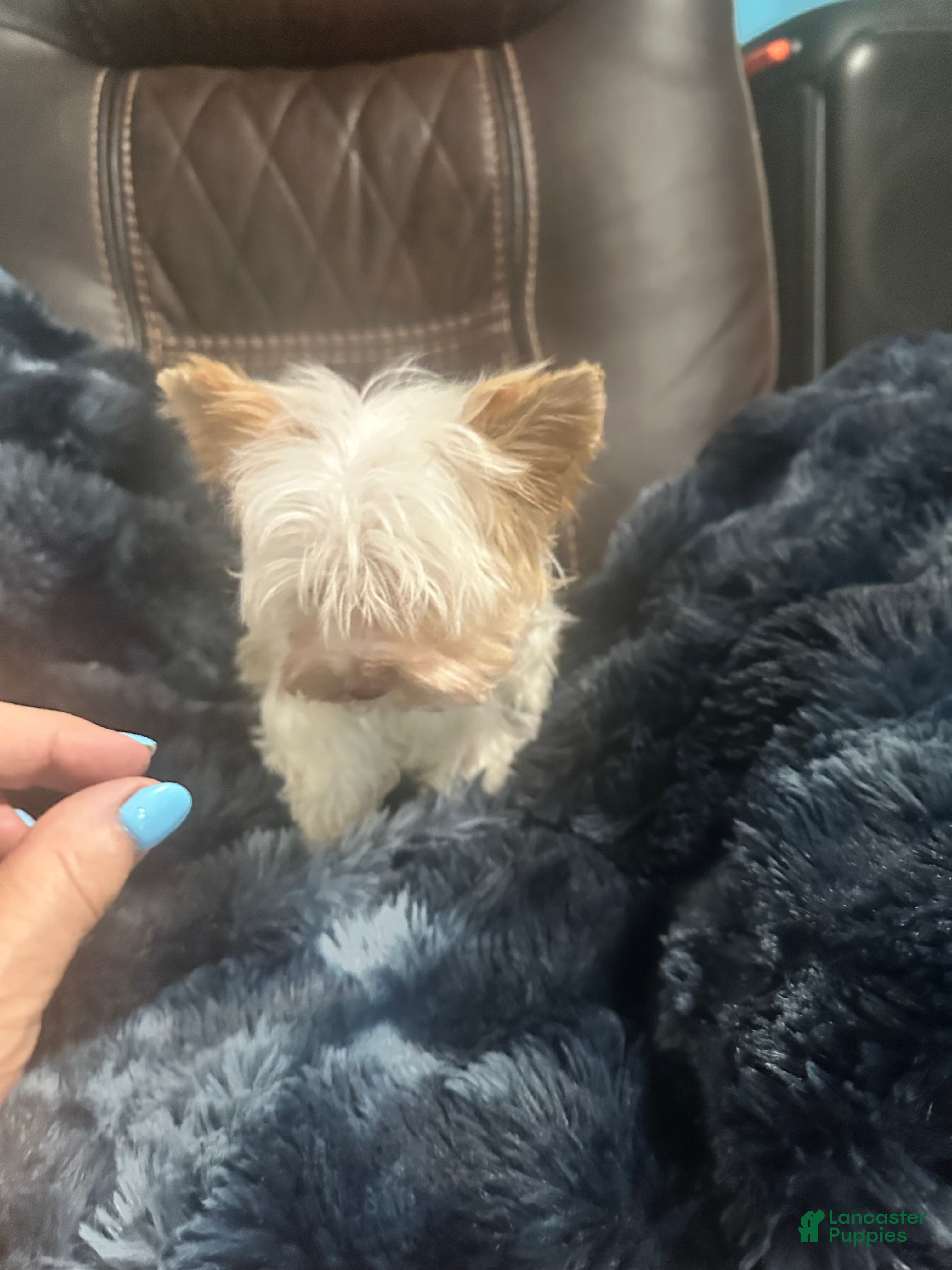 Yorkshire Terrier dogs AKC Harlow - Ad 2