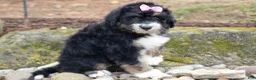 Bernedoodle dogs for sale:  Daisy🩷  - Ad 8