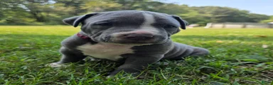 American Bully 1