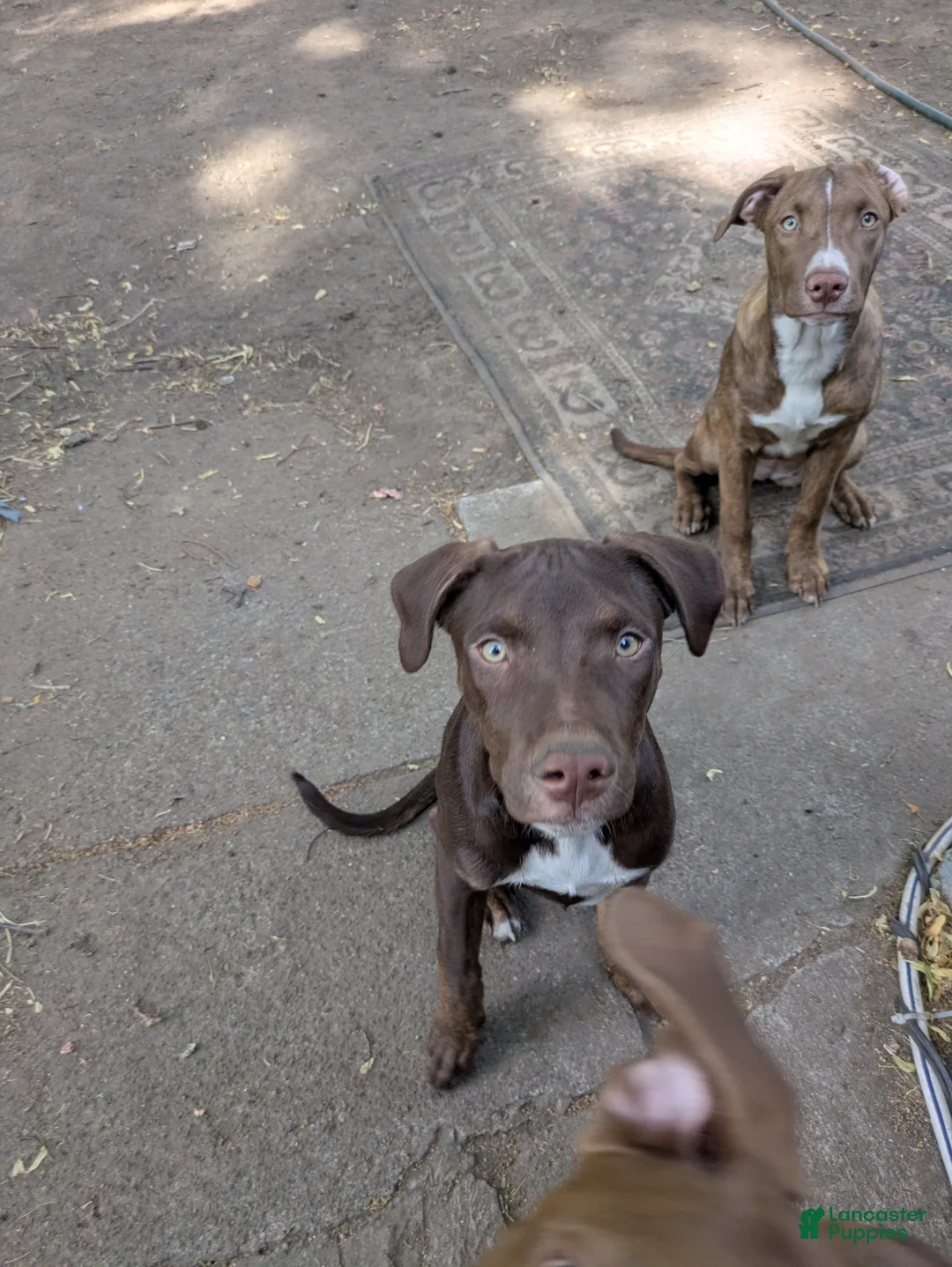 Mixed Breed dogs for sale: Shadow  - Ad 2