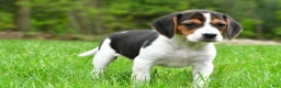 Beagle dogs for sale: Bella - Ad 5