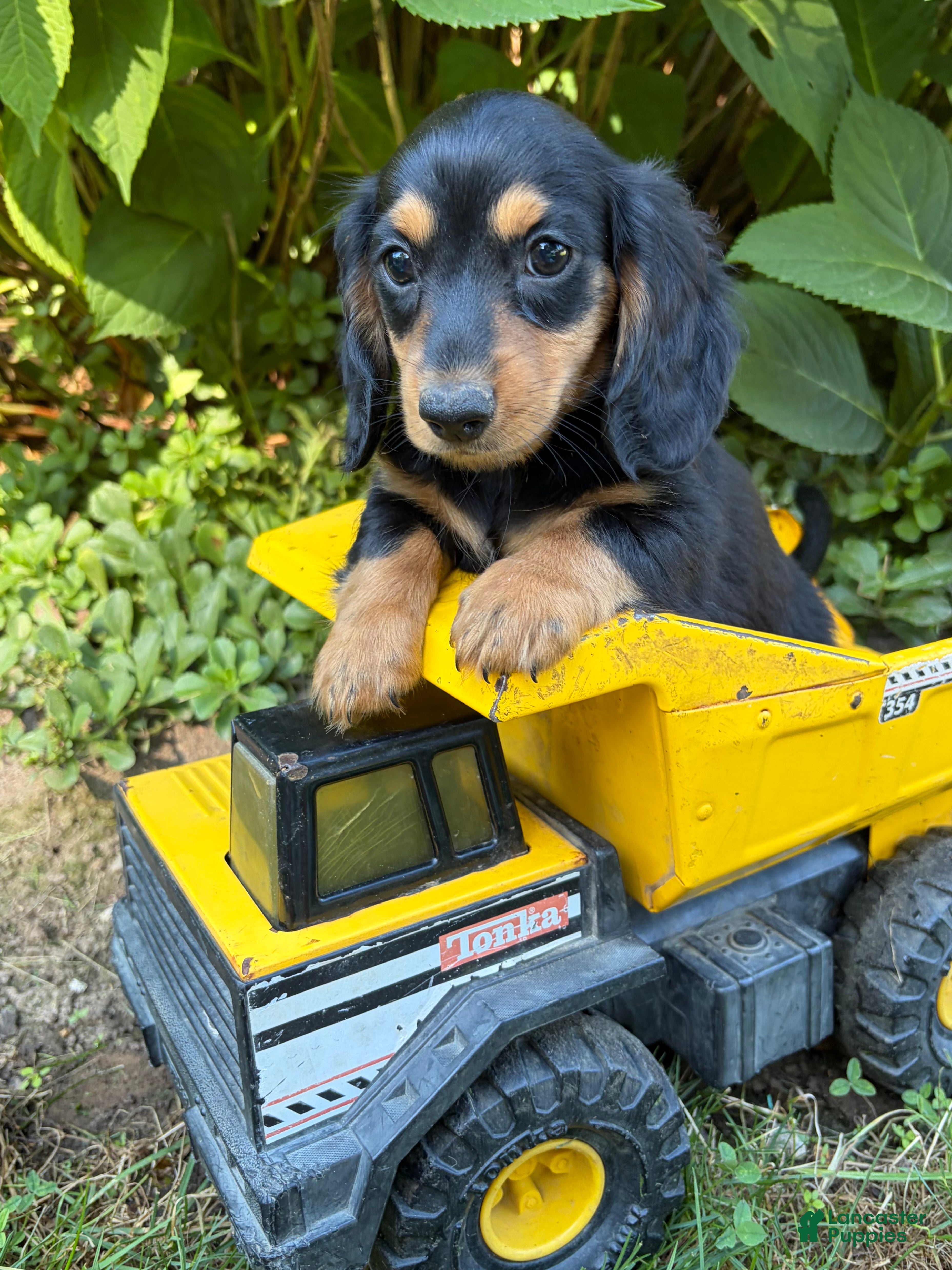 Dachshund dogs Remington - Ad 1