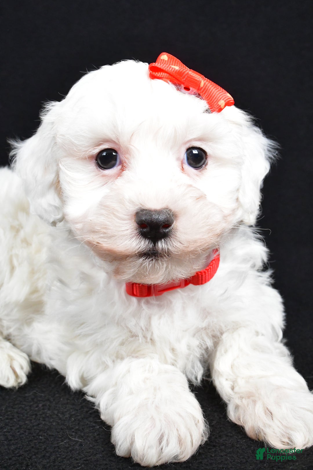Maltipoo dogs for sale: Jasper - Ad 6