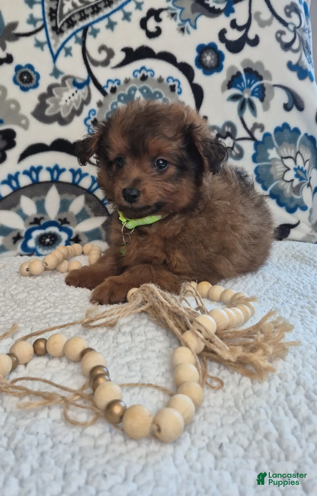 Pomapoo dogs for sale: Bear - Ad 2