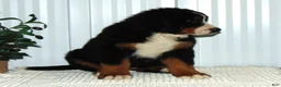 Bernese Mountain Dog dogs for sale: Callie - Ad 3